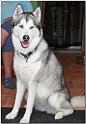 Hunde 133